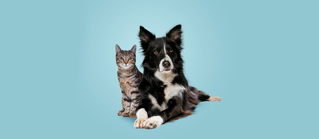 ASL Interpreters: INTERPRET THIS! Cats vs. Dogs